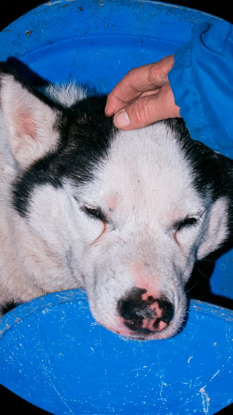 Un perro blanco y negro, con los ojos cerrados, apoya el hocico en el borde de un barreño azul mientras una mano le acaricia la cabeza.